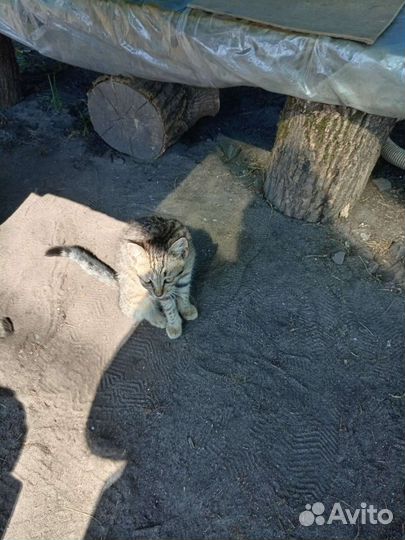 Кошки в добрые руки бесплатно