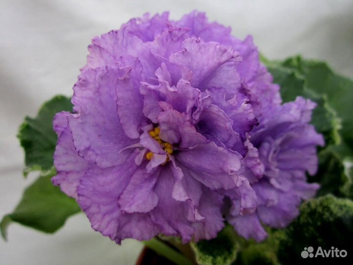 Фиалки стандарт