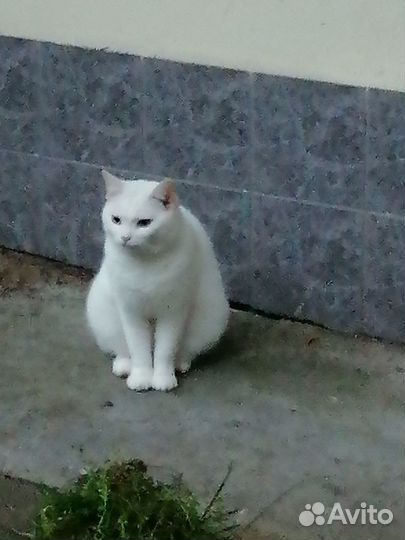 Белую кошечку в хорошие руки