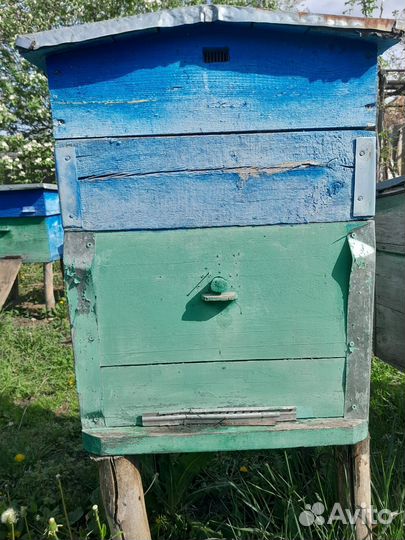 Пчелиные ульи додан