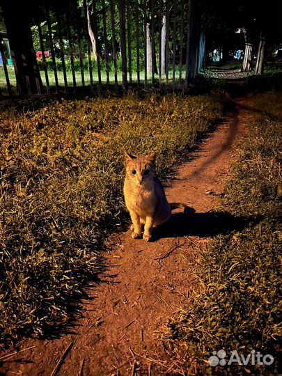 Кошка в дар бесплатно