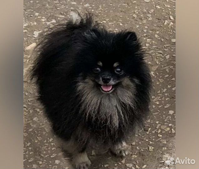 Щенки шпица