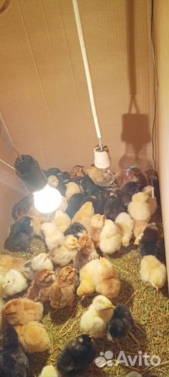 Цыплята суточные
