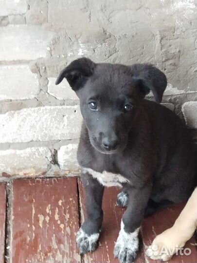 Собака в добрые руки отдам бесплатно