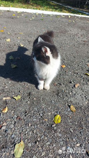Кошка