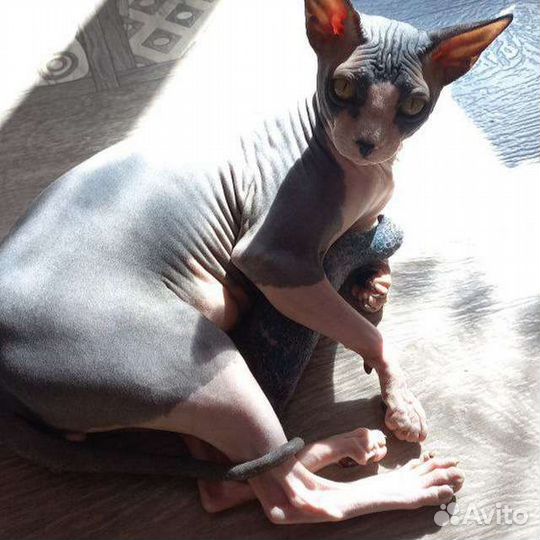 Сфинкс вязка