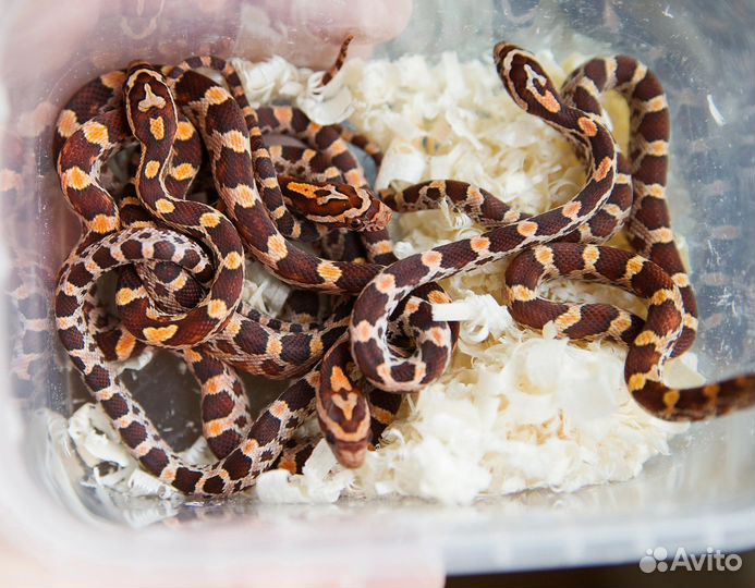 Змея для новичков. Маисовый полоз