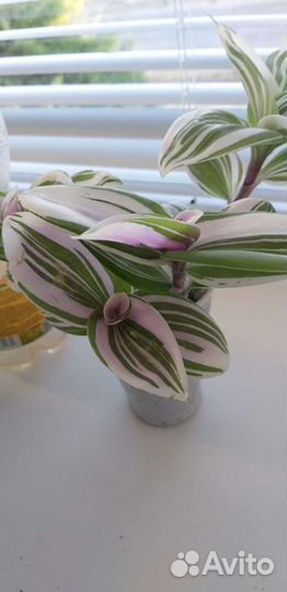 Традисканция пестролистная