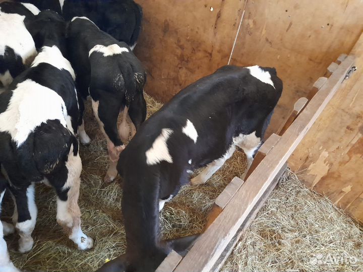 Телята бычки на откорм бесплатная доставка