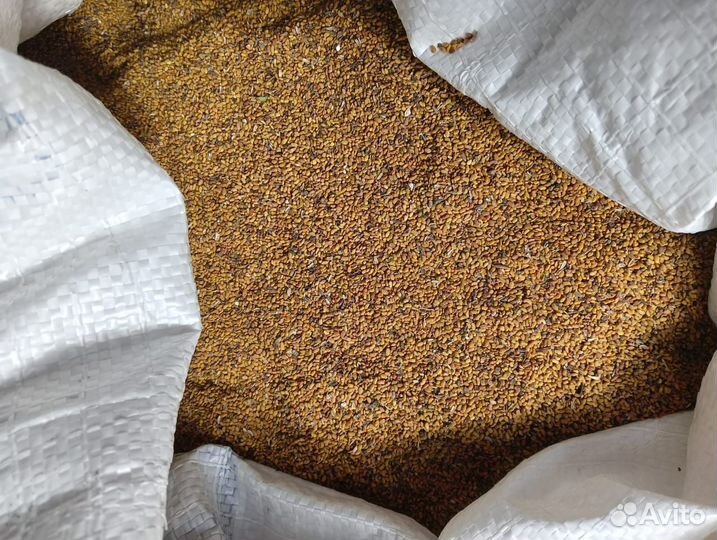 Семена люцерны