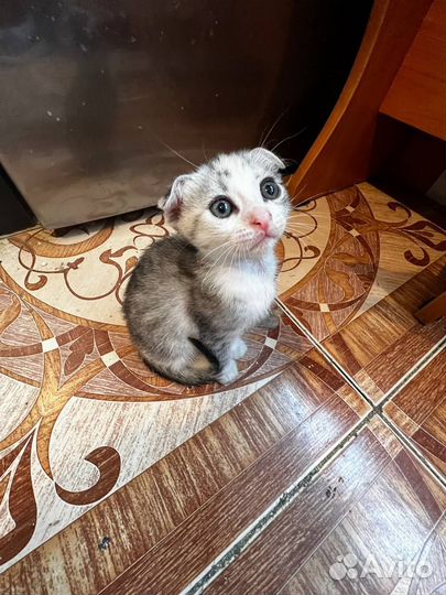 Кошки в добрые руки породистые