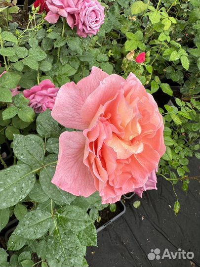 Саженцы роз