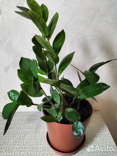 Замиокулькас