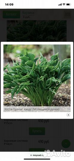 Хоста 