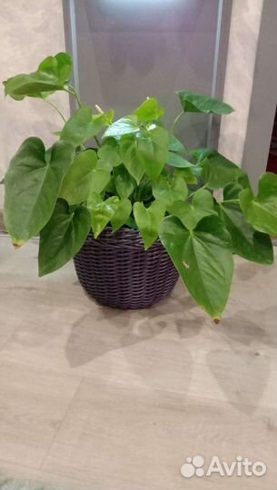 Кашпо из искусственного ратанга для цветов