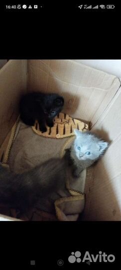 Котята в добрые руки бесплатно