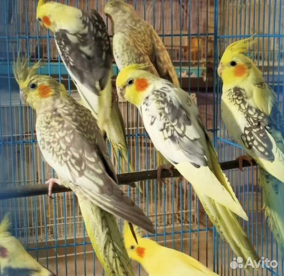 Кореллы птенцы
