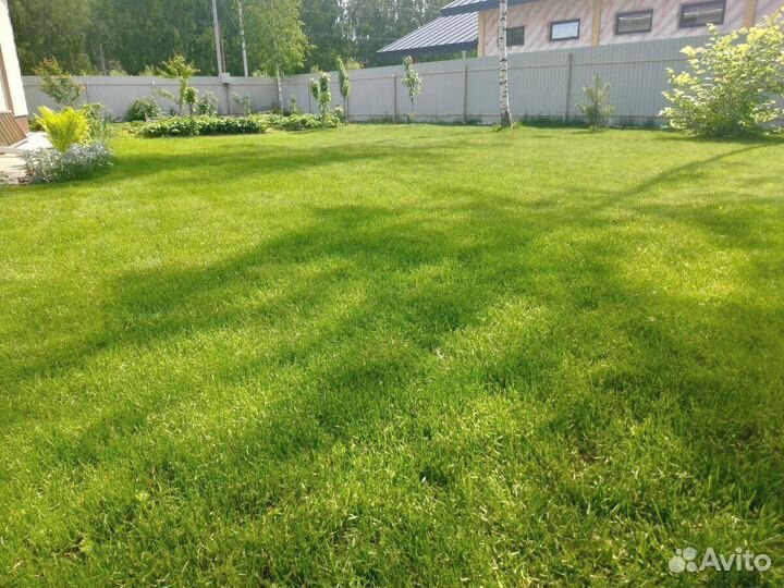 Посевной газон, посев газона