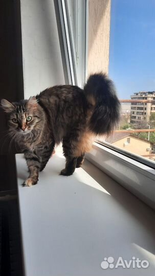 Кошка в дар