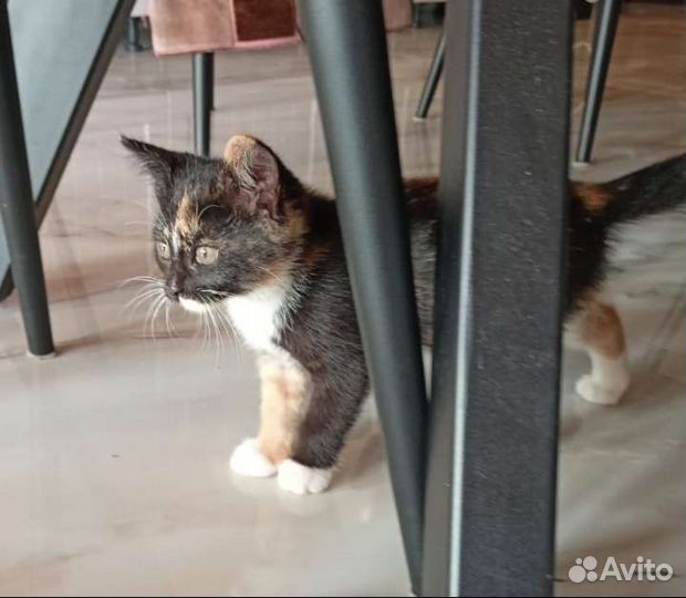 Котенок бесплатно