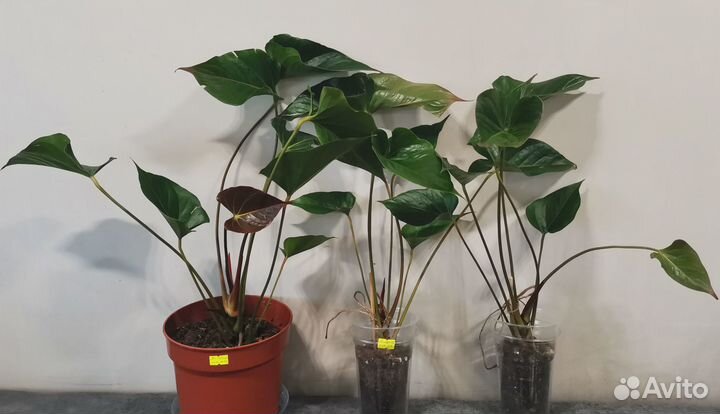 Антуриум Принцесса Амалия Хот Липс