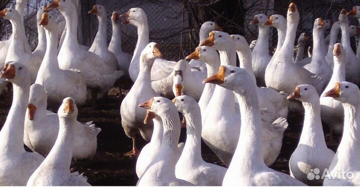 Продам гусей живым весом