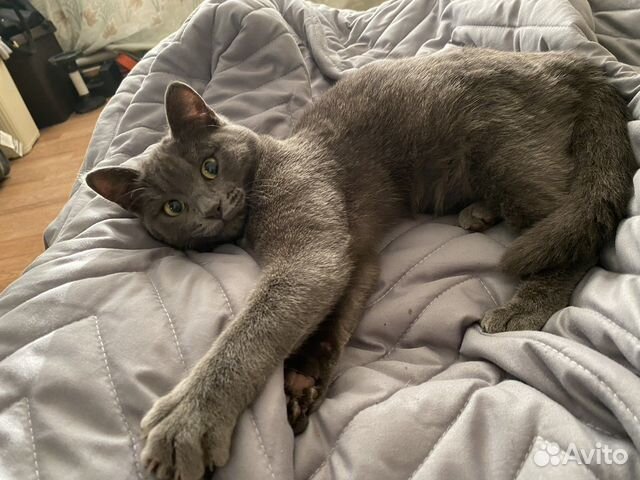 Отдам кошечку