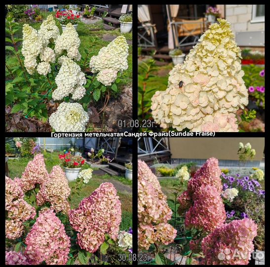 Гортензия метельчатая Sundae Fraise(Сандей Фрайз)