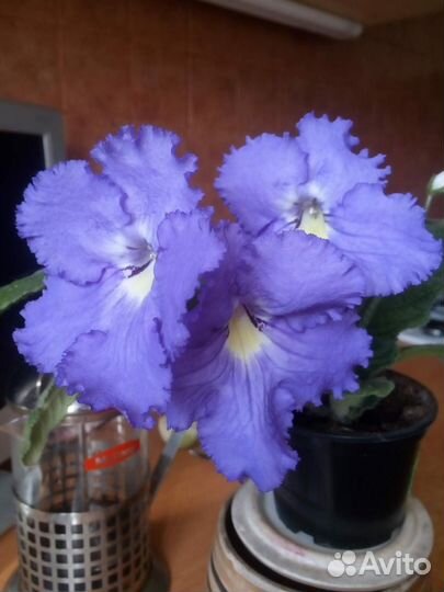 Стрептокарпусы