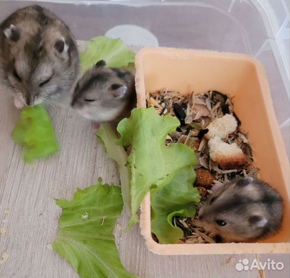 Джунгарский хомяк