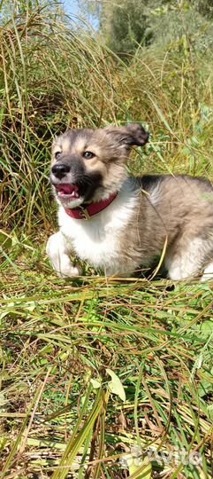 Щенок- метис Мальчик