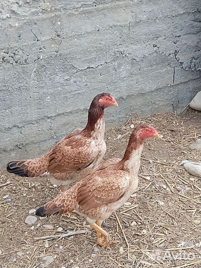 Куры молодки