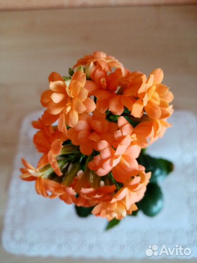 Каланхоэ Каландива цветущие