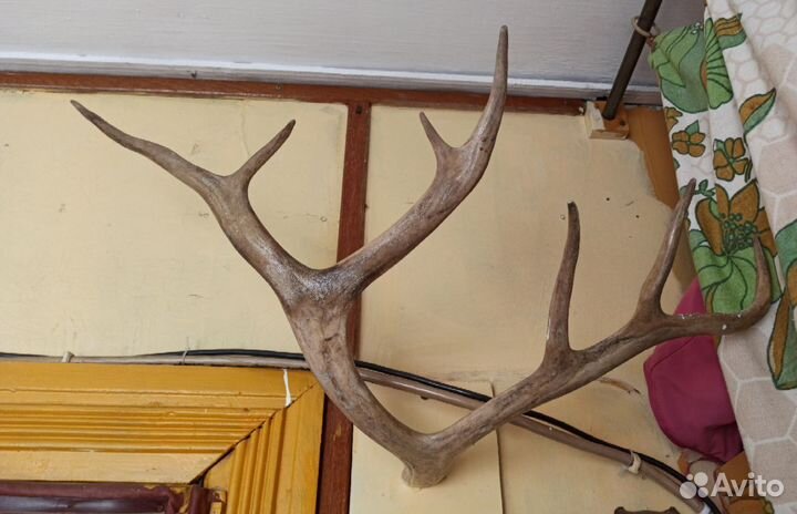 Рога оленя