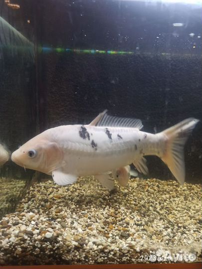 Продам Карп кои