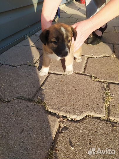 Щенок девочка в добрые руки бесплатно