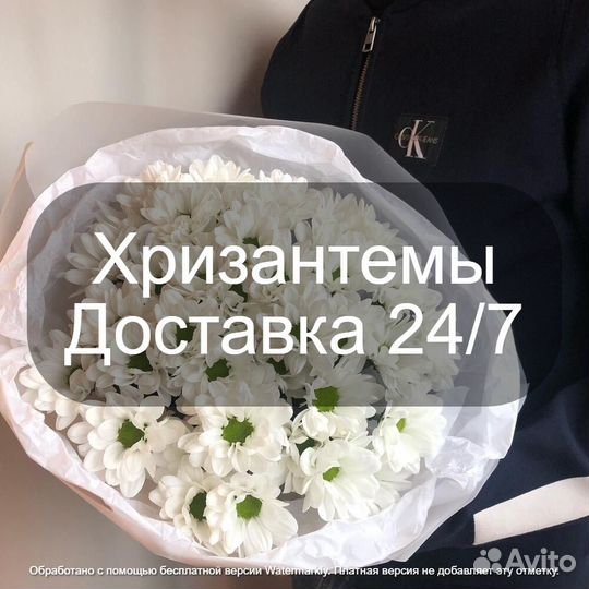 Хризантемы мо Москва