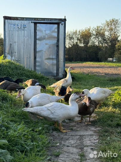 Индоутка с утятами