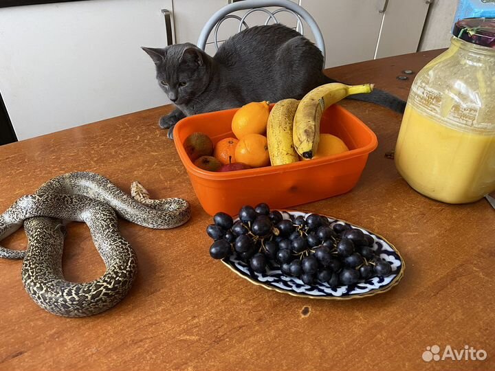 Большая змея (granite)