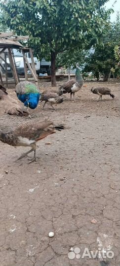 Семья павлины