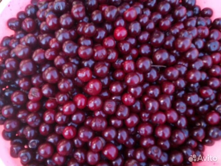 Вишня ягоды