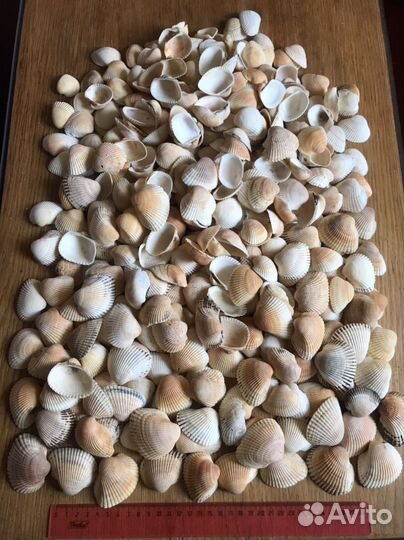 Морские ракушки