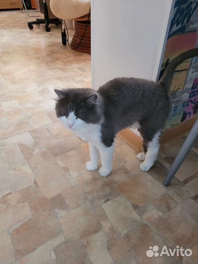 Кошки в добрые руки бесплатно