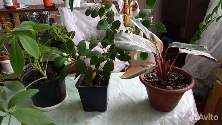 Комнатные цветы:кротон'ы