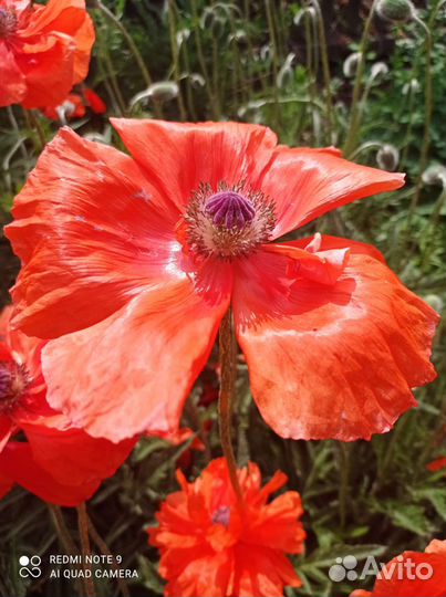 Мак декоративный