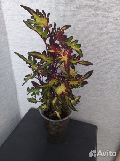 Колеус Царевна Лягушка