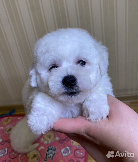 Бишон фризе щенки