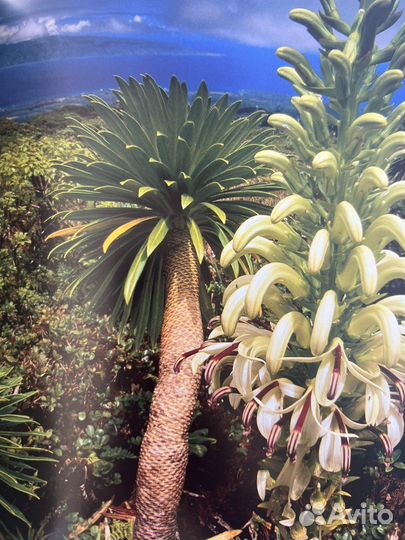 Франс Лантинг Джунгли на английском языке