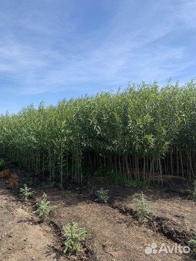 Ива Шаровидная