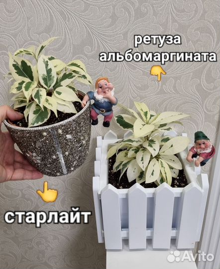 Фикусы разных сортов